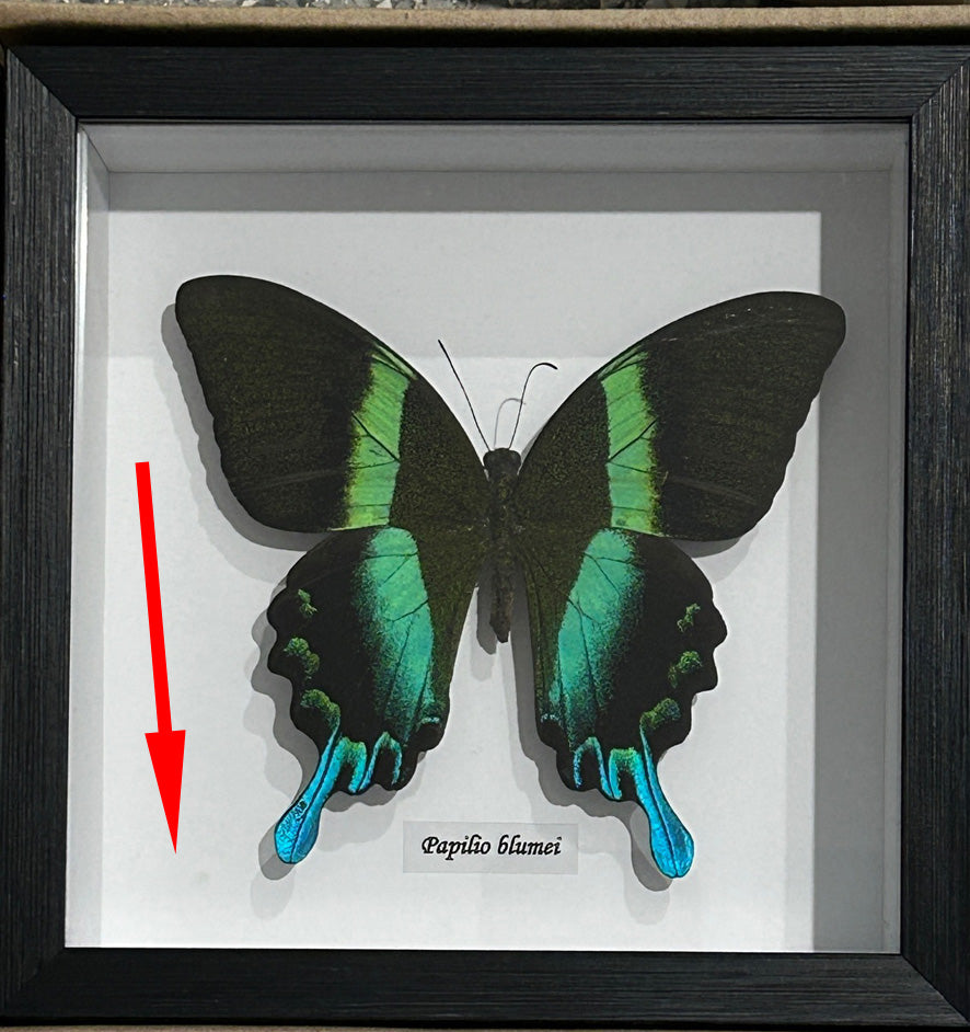 Papilio blumei # 8 ( special )