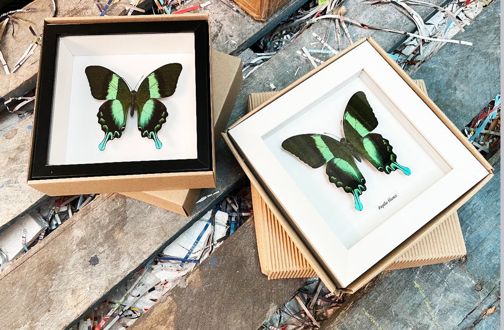 Papilio blumei