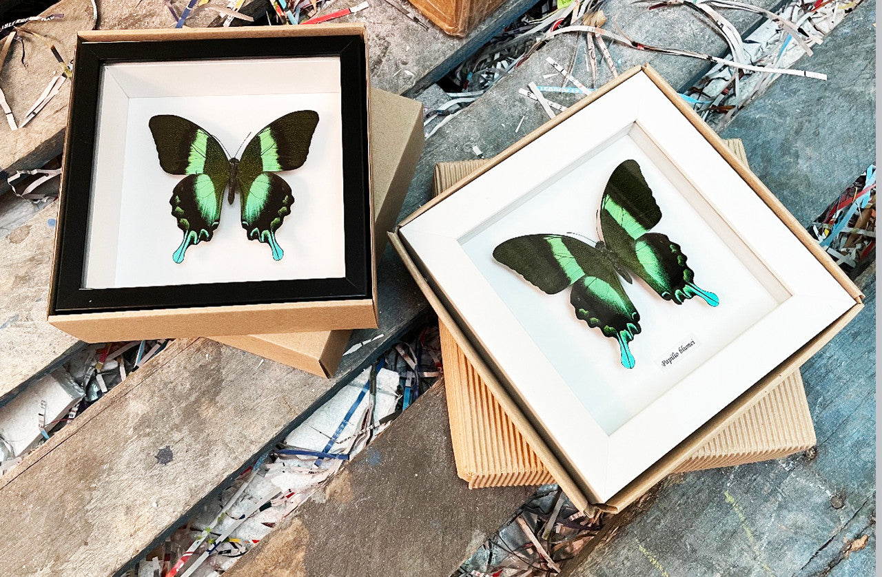 Papilio blumei