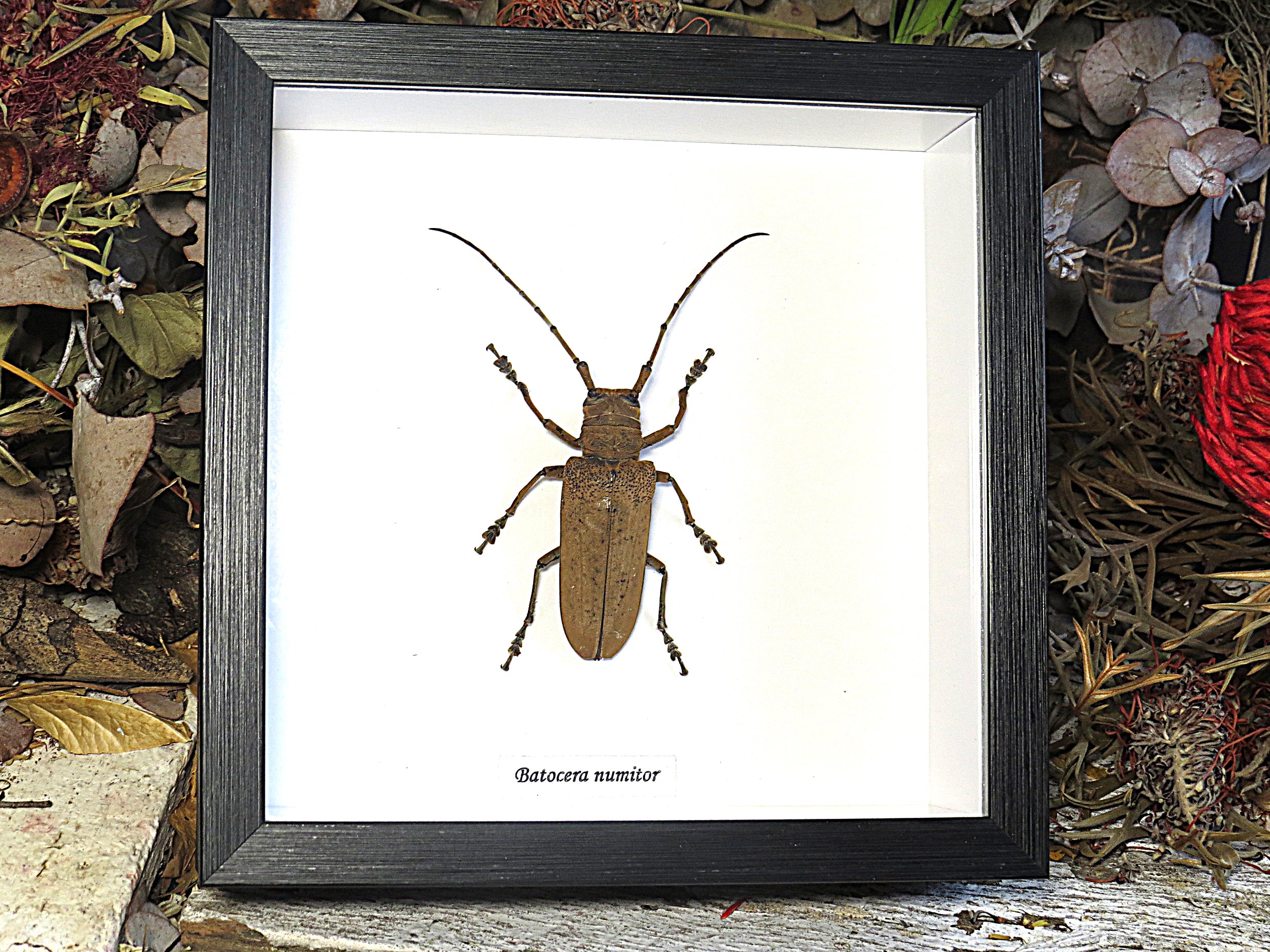 Batocera numitor XL