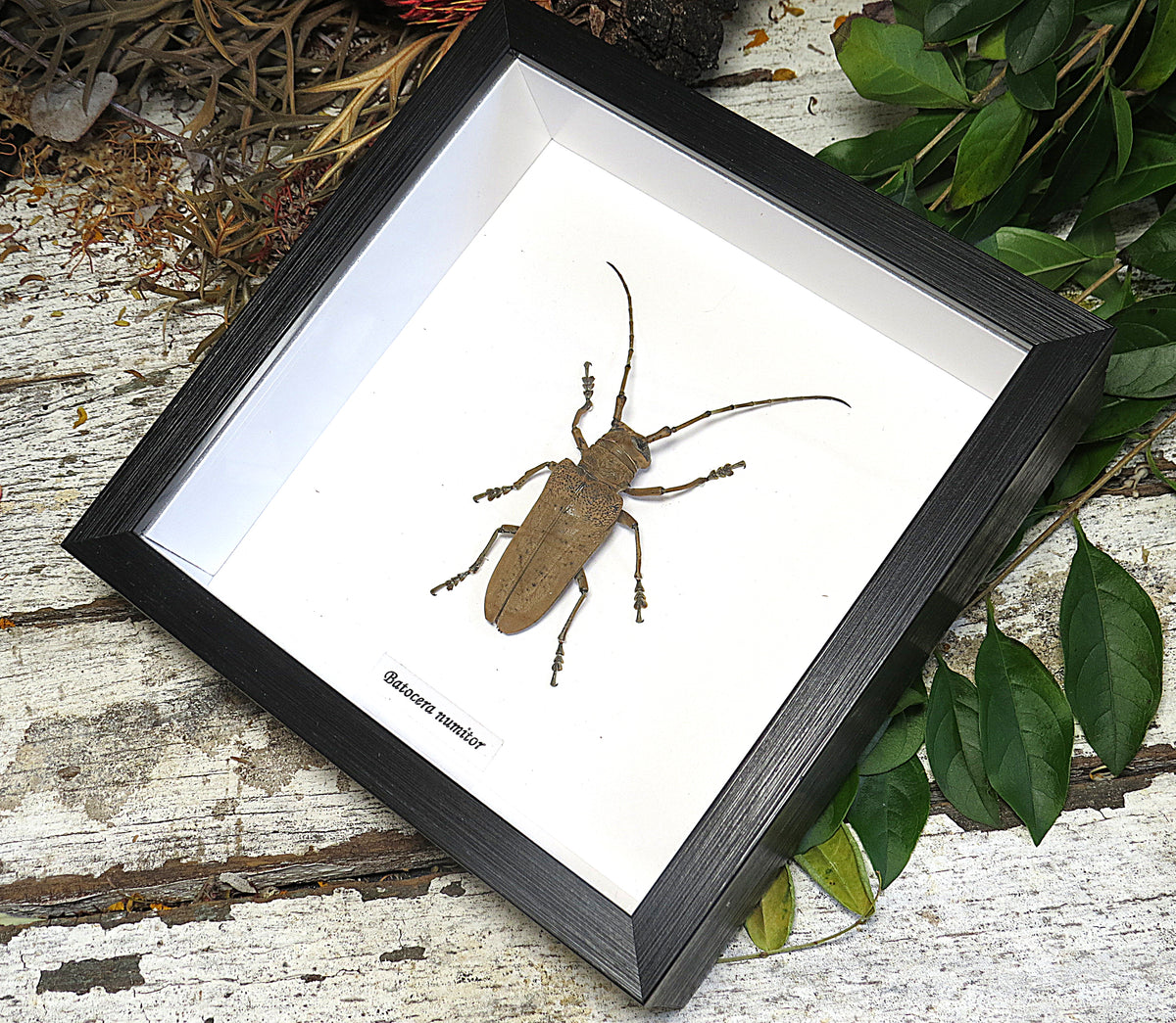 Batocera numitor XL