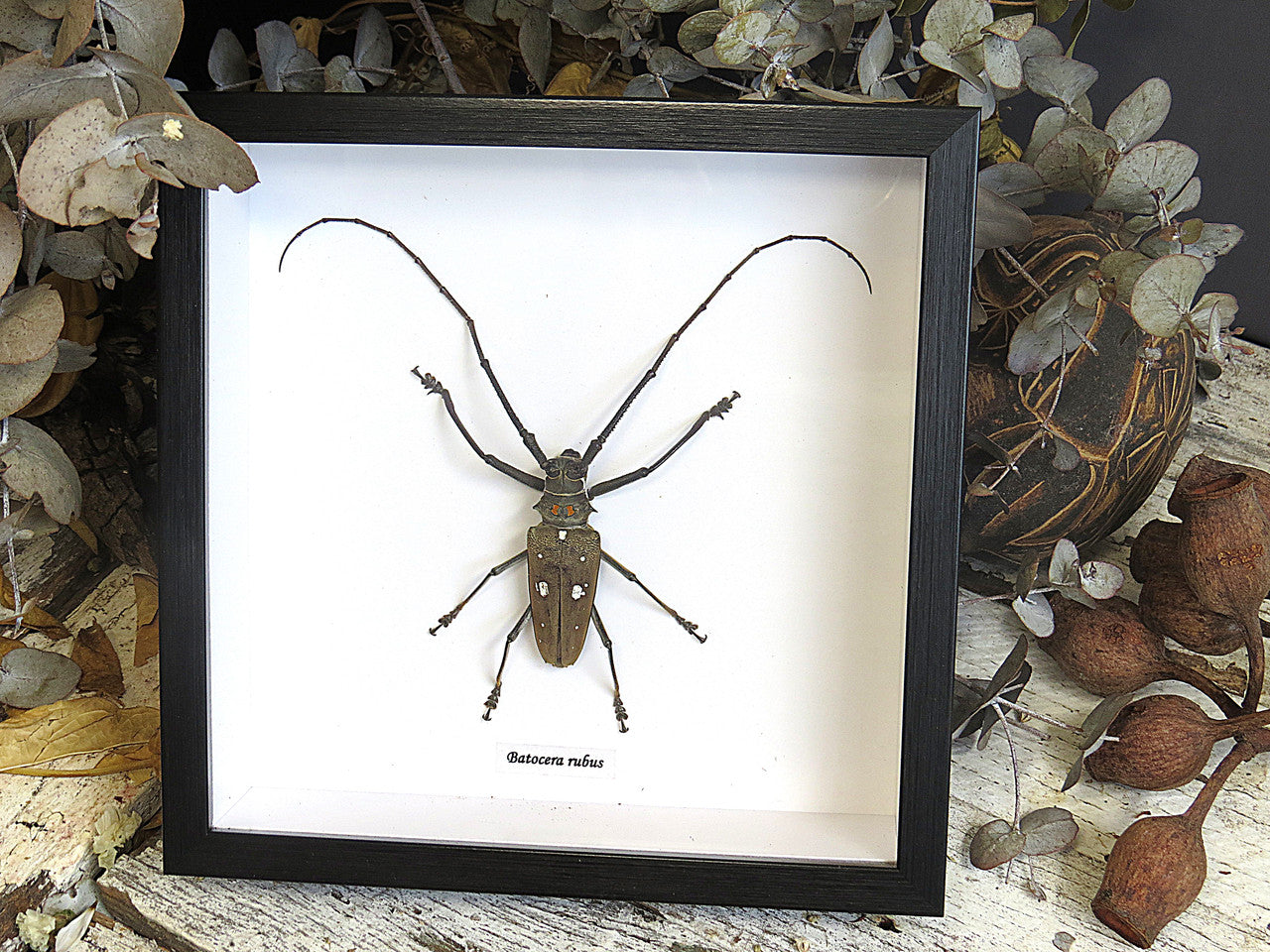 Batocera rubus