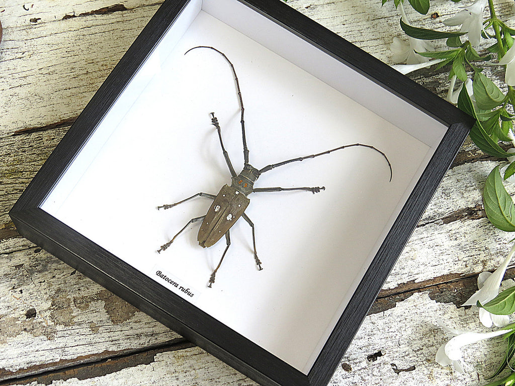 Batocera rubus