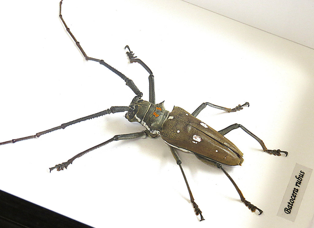 Batocera rubus