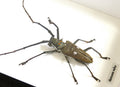 Batocera rubus