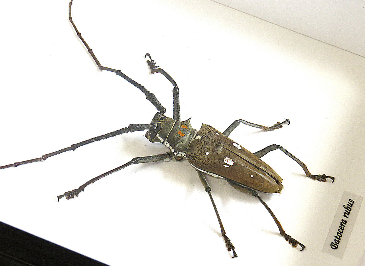Batocera rubus