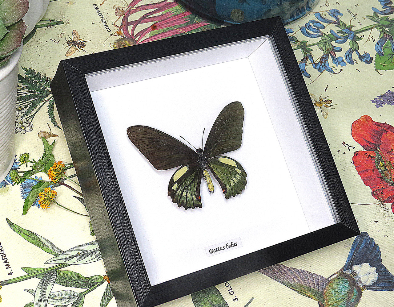 Battus belus