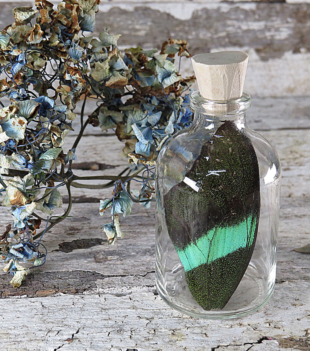Real Papilio blumei  butterfly wing in bottle