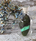 Real Papilio blumei  butterfly wing in bottle
