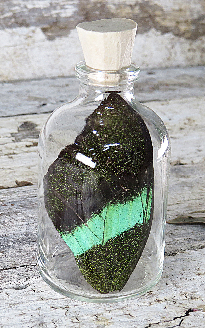 Real Papilio blumei  butterfly wing in bottle