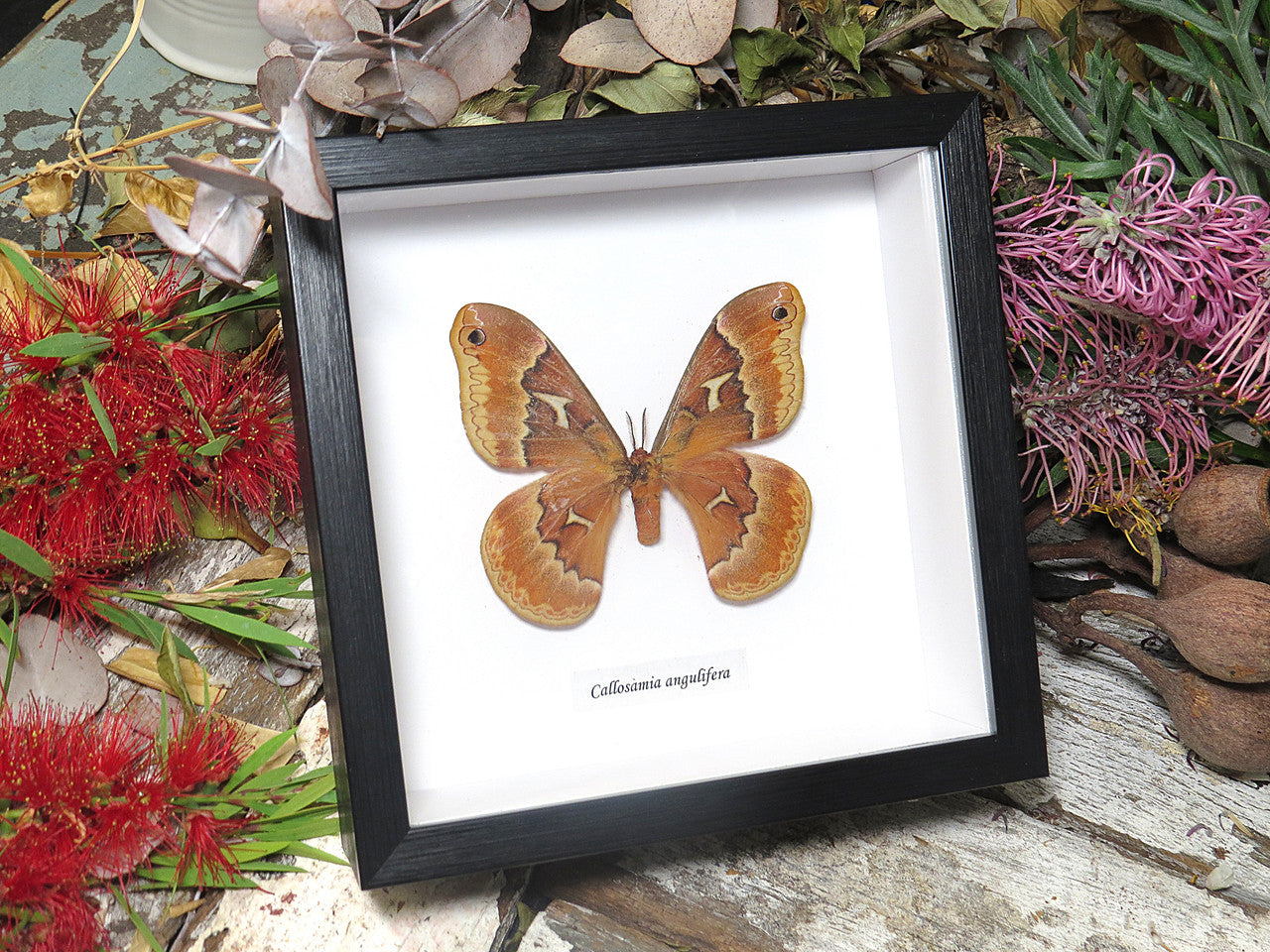 Callosamia angulifera