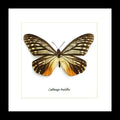 Butterfly collection Calinaga buddha  Bits & Bugs 
