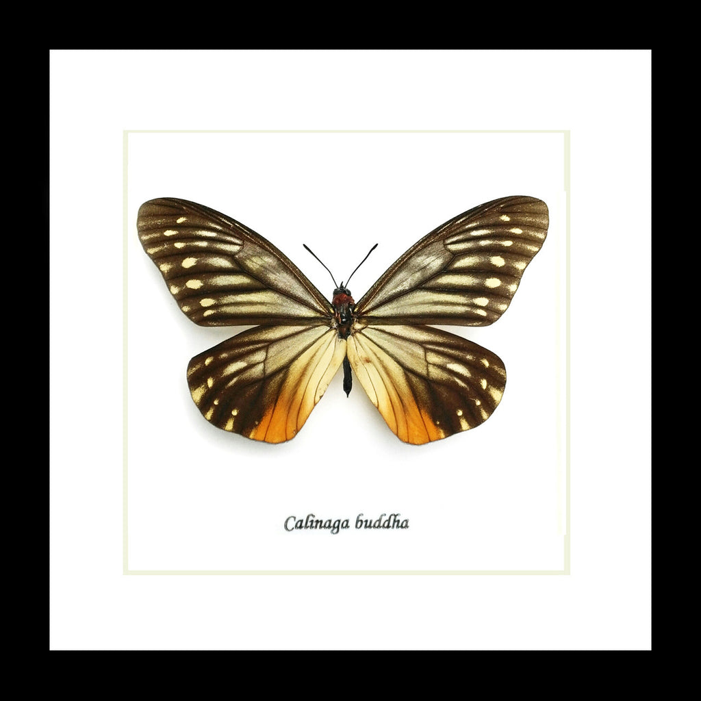 Butterfly collection Calinaga buddha  Bits & Bugs 