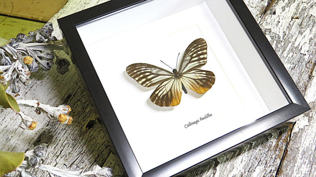 Butterfly collection Calinaga buddha  Bits & Bugs 