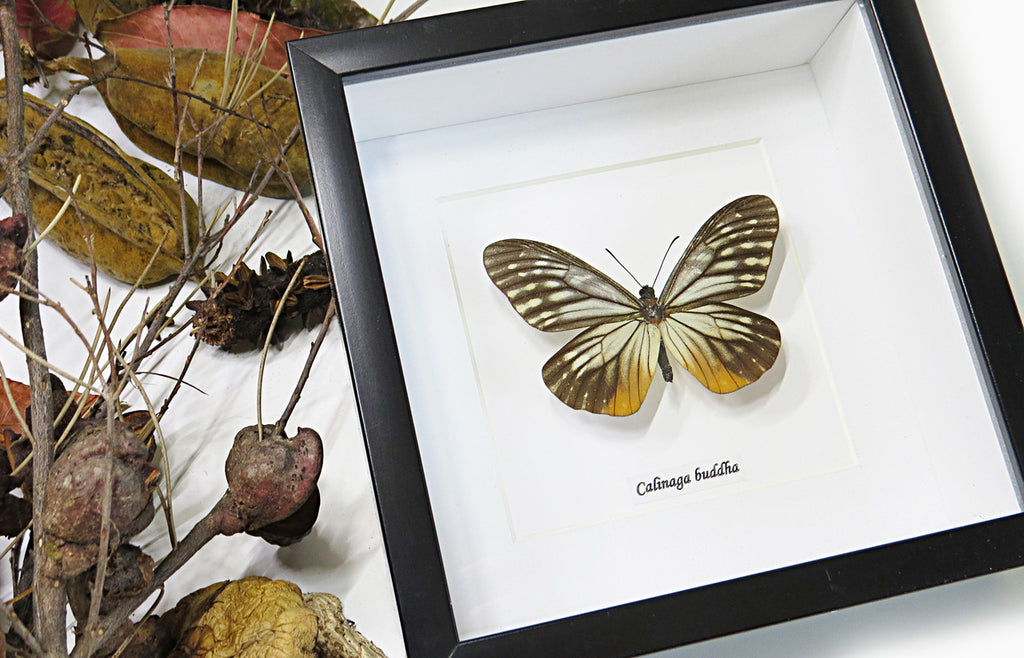 Butterfly collection Calinaga buddha  Bits & Bugs 