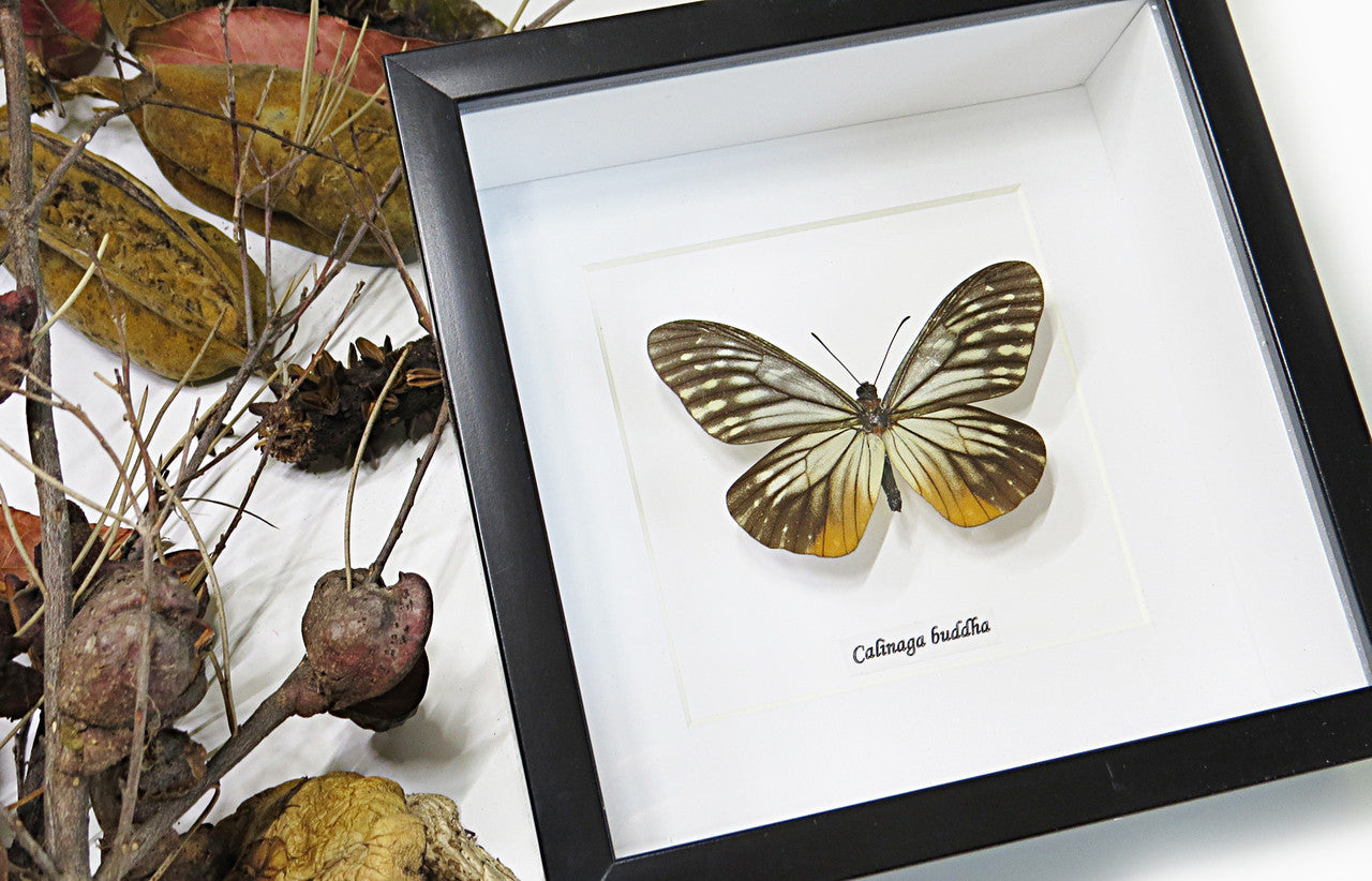 Butterfly collection Calinaga buddha  Bits & Bugs 