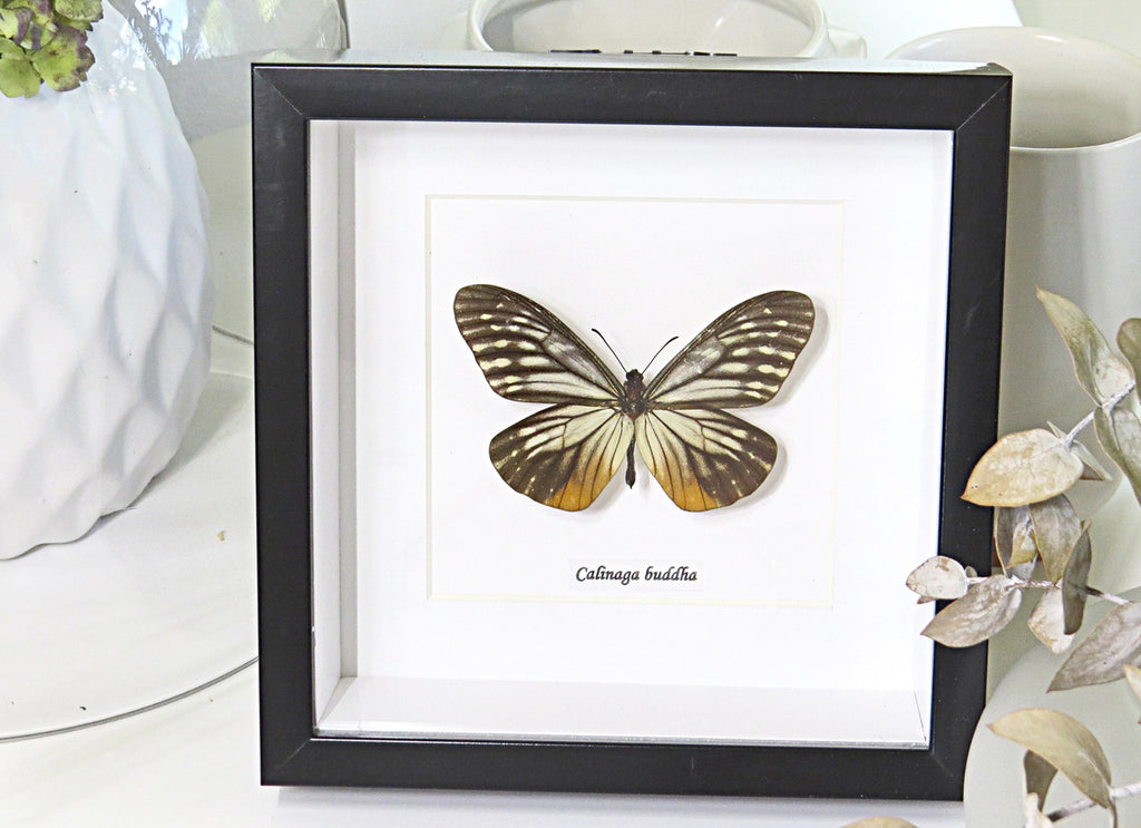 Butterfly collection Calinaga buddha  Bits & Bugs 
