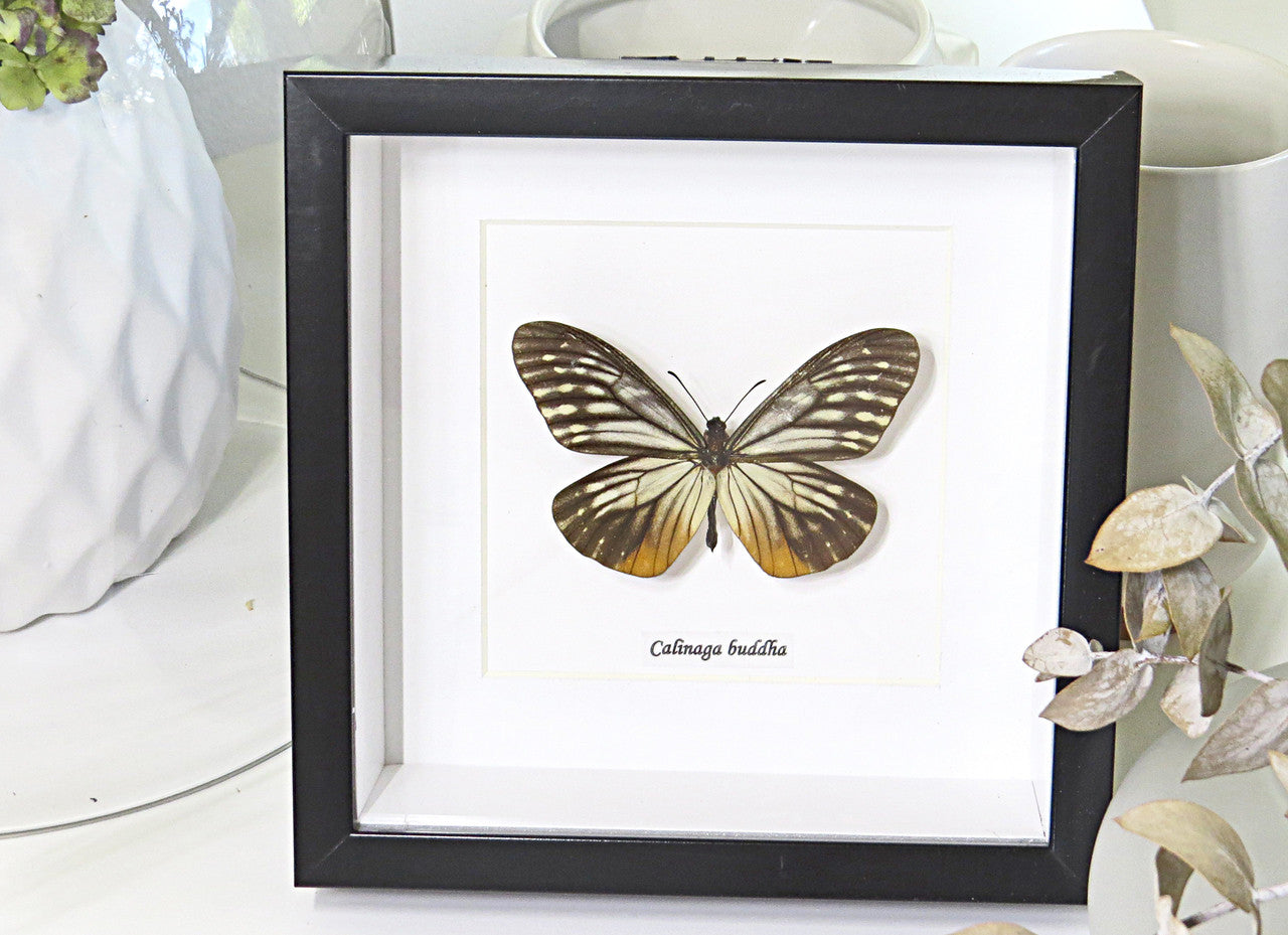 Butterfly collection Calinaga buddha  Bits & Bugs 