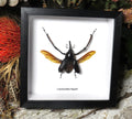 Crytotrachelus buqueti