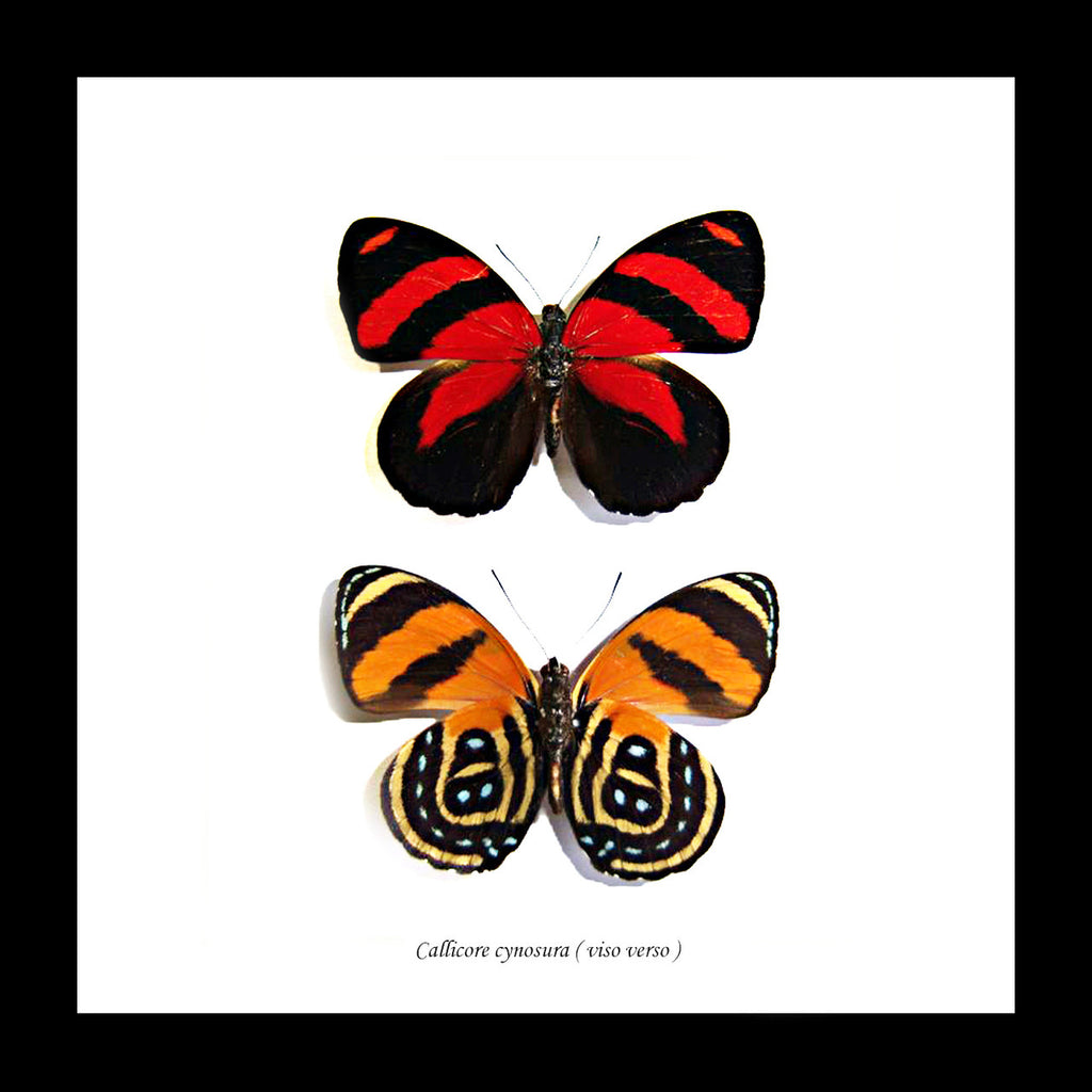 Butterfly Callicore cynosura Bits & Bugs 