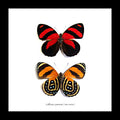Butterfly Callicore cynosura Bits & Bugs 