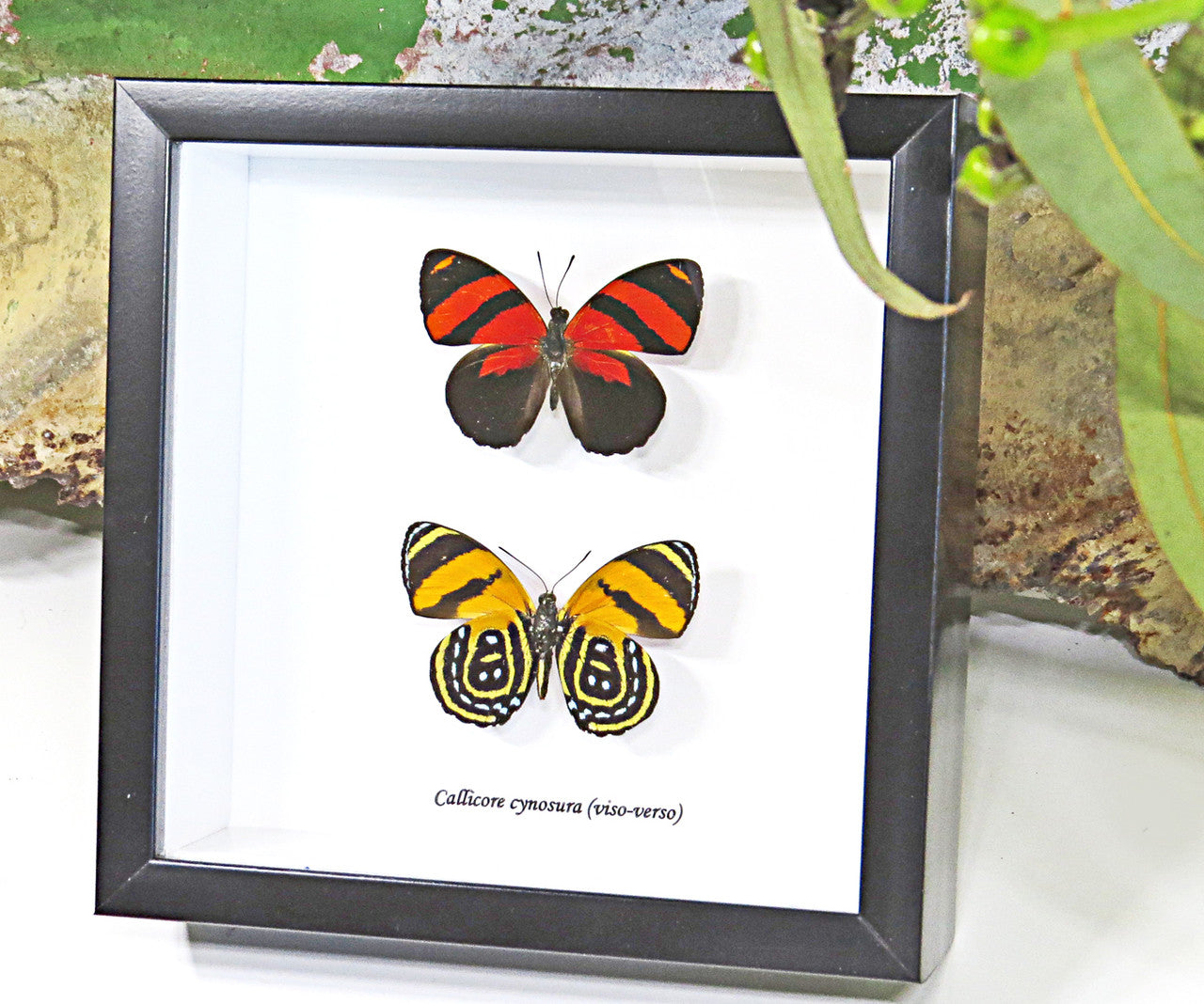  Butterfly Callicore cynosura Bits & Bugs 