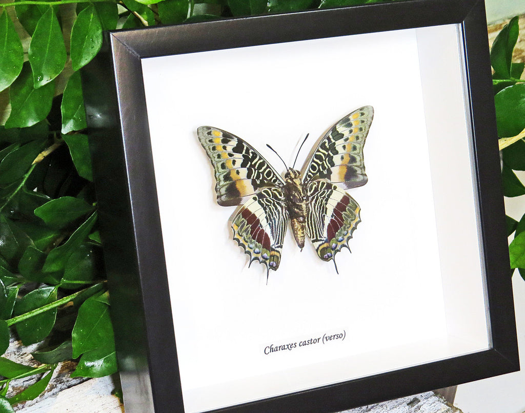 Framed butterflies Charaxes castor Bits & Bugs 