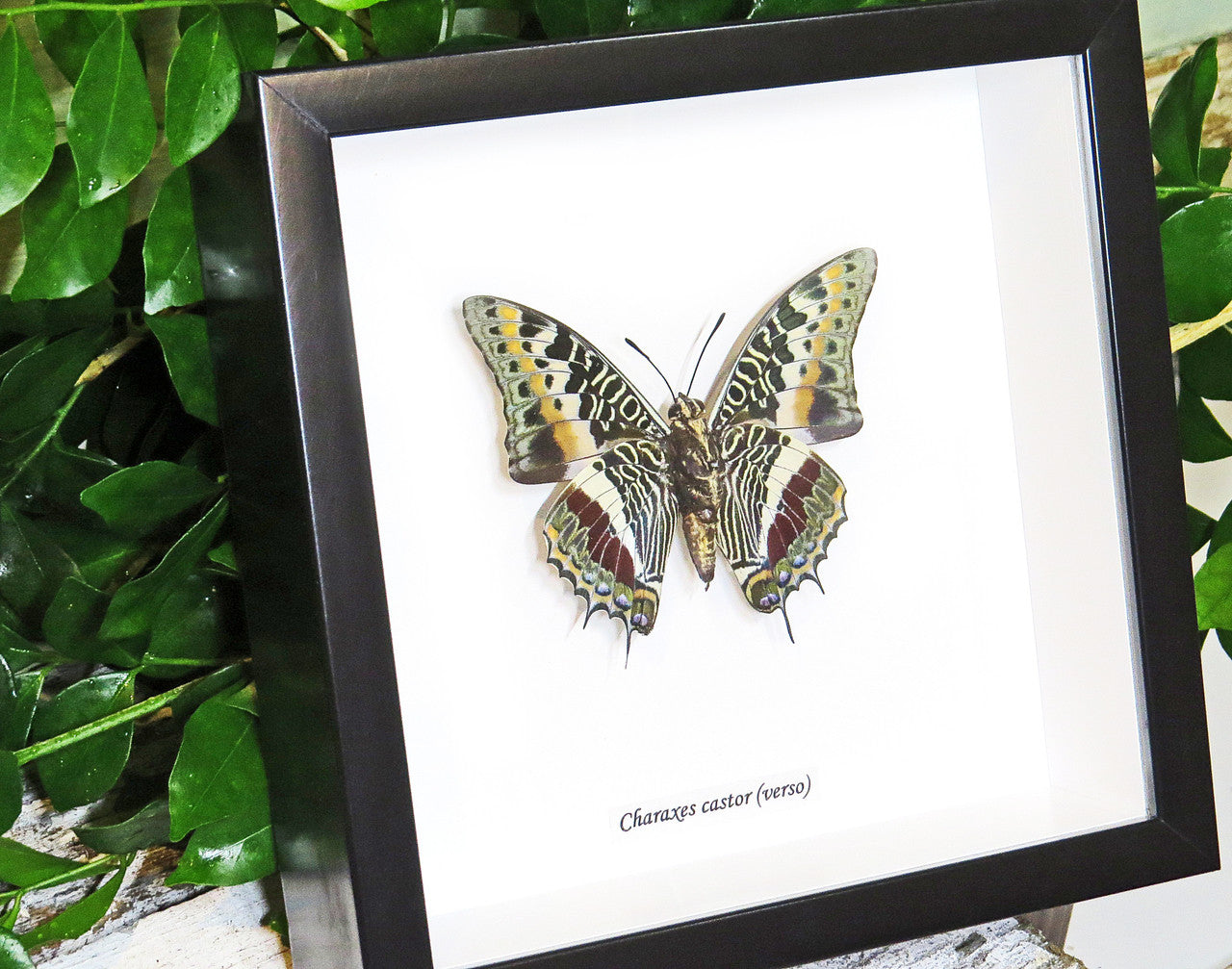 Framed butterflies Charaxes castor Bits & Bugs 