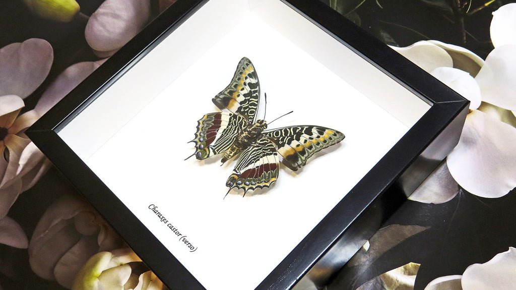 Framed butterflies Charaxes castor Bits & Bugs 