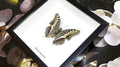 Framed butterflies Charaxes castor Bits & Bugs 