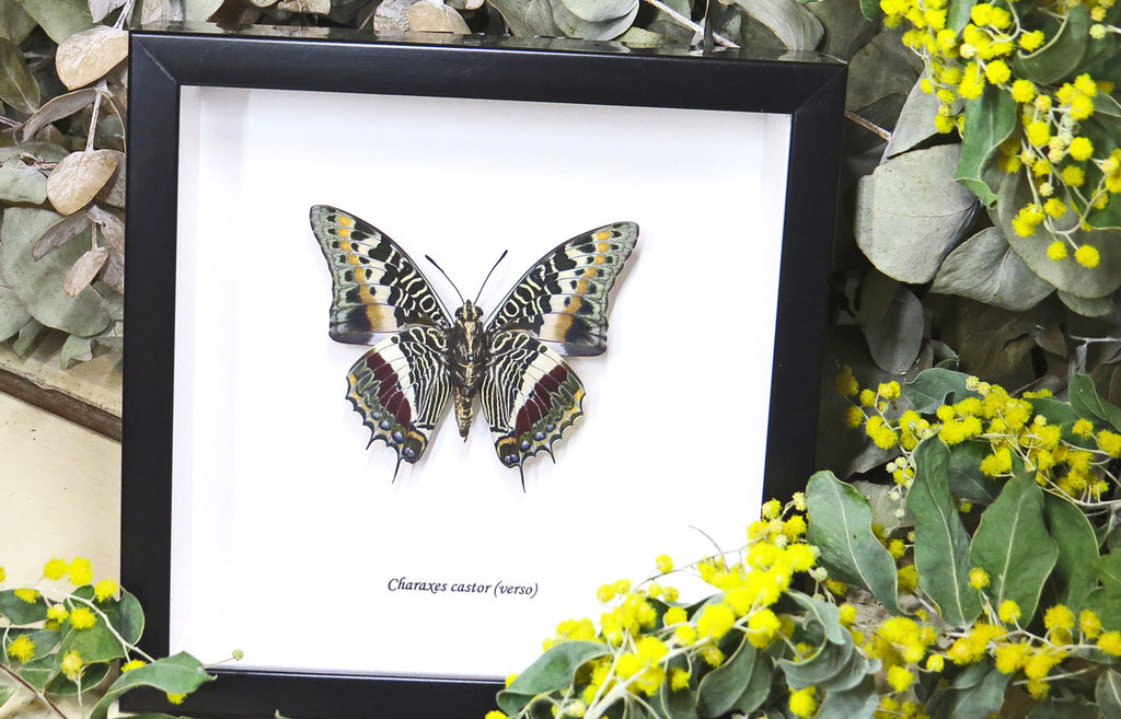 Framed butterflies Charaxes castor Bits & Bugs 