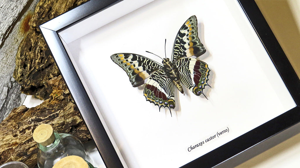 Framed butterflies Charaxes castor Bits & Bugs 