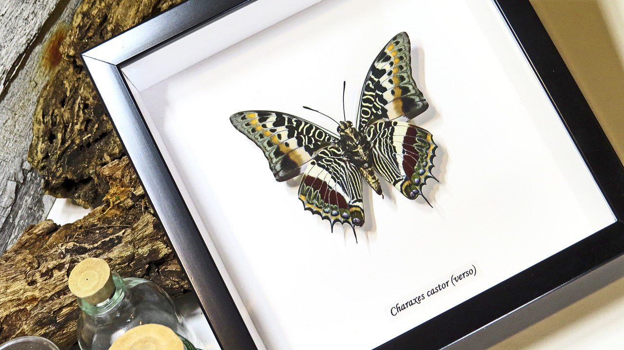 Framed butterflies Charaxes castor Bits & Bugs 