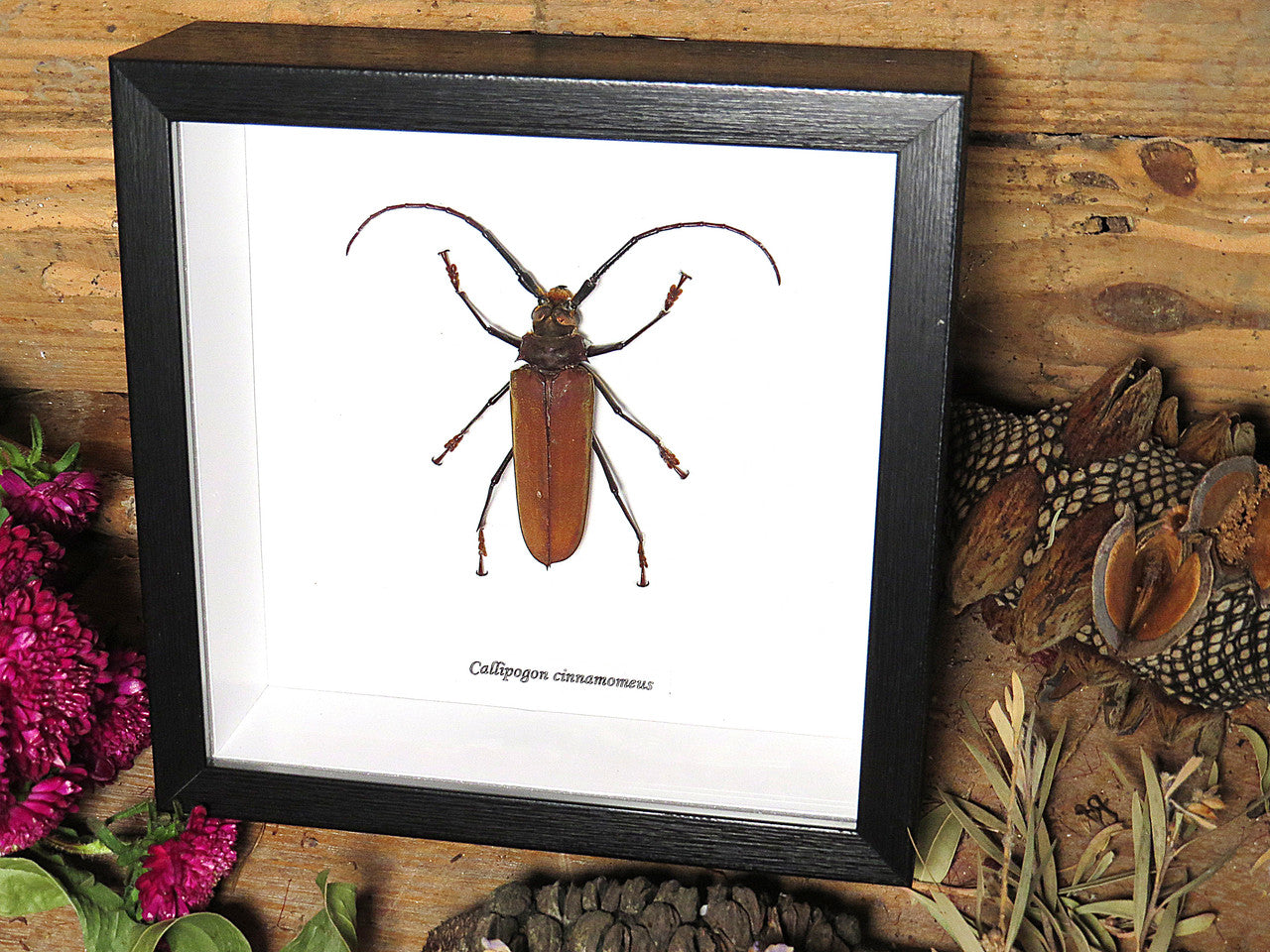 Callipogon cinnamoneus