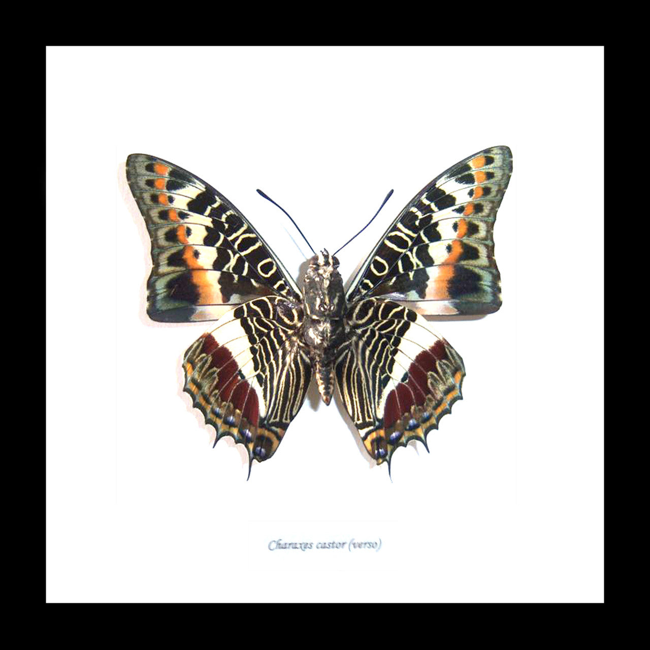 Framed butterflies Charaxes castor Bits & Bugs 