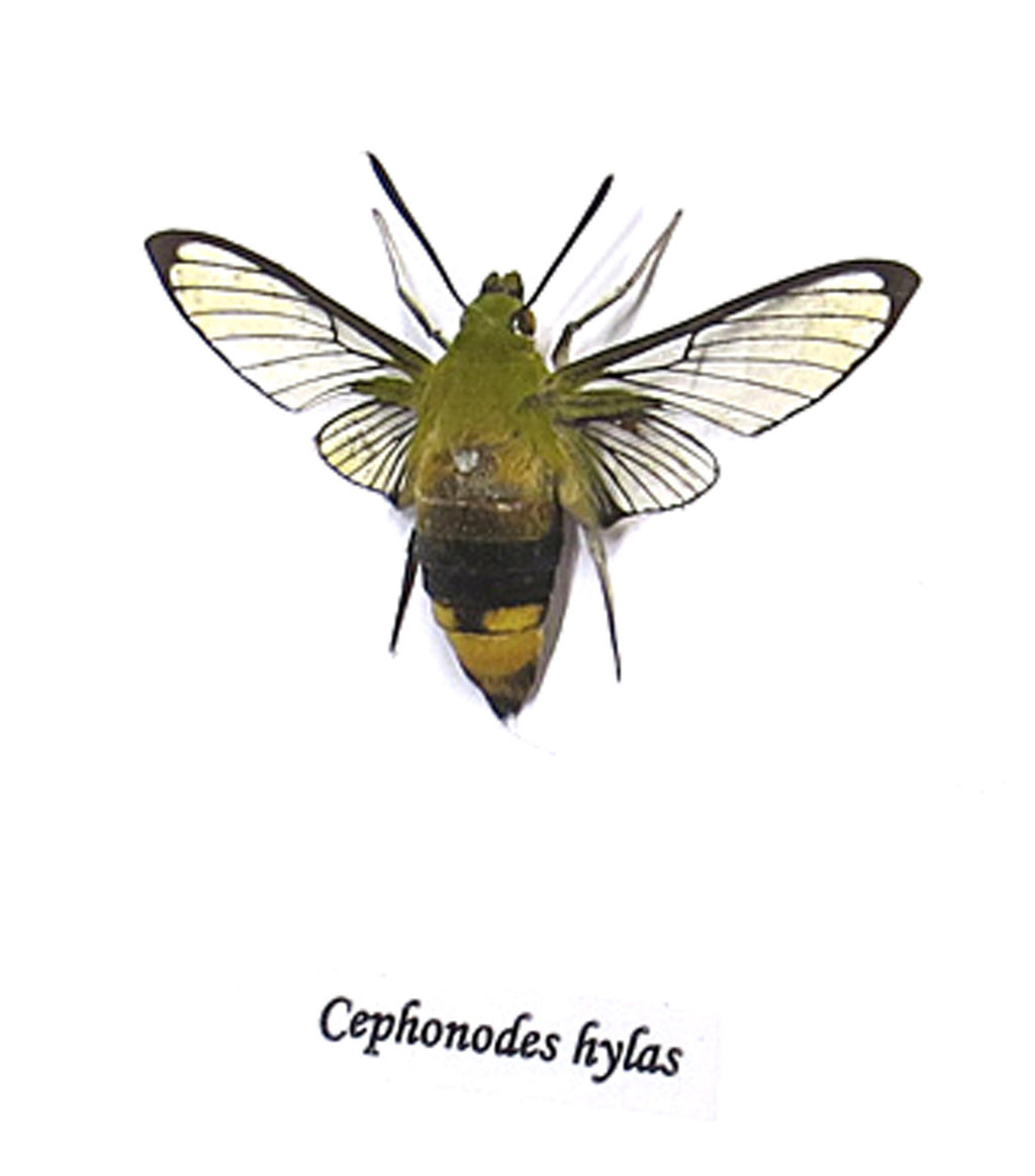 Cephonodes hylas  ( special )