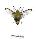 Cephonodes hylas  ( special )
