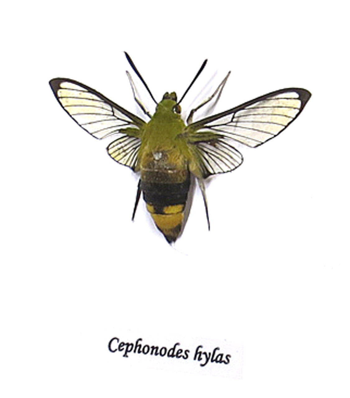 Cephonodes hylas  ( special )