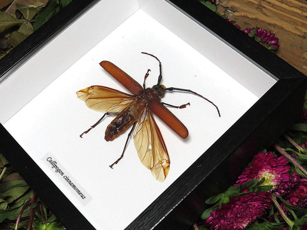 Callipogon cinnamoneus