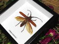 Callipogon cinnamoneus