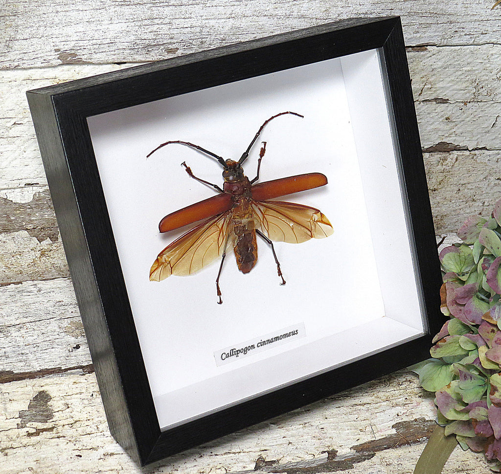 Callipogon cinnamoneus