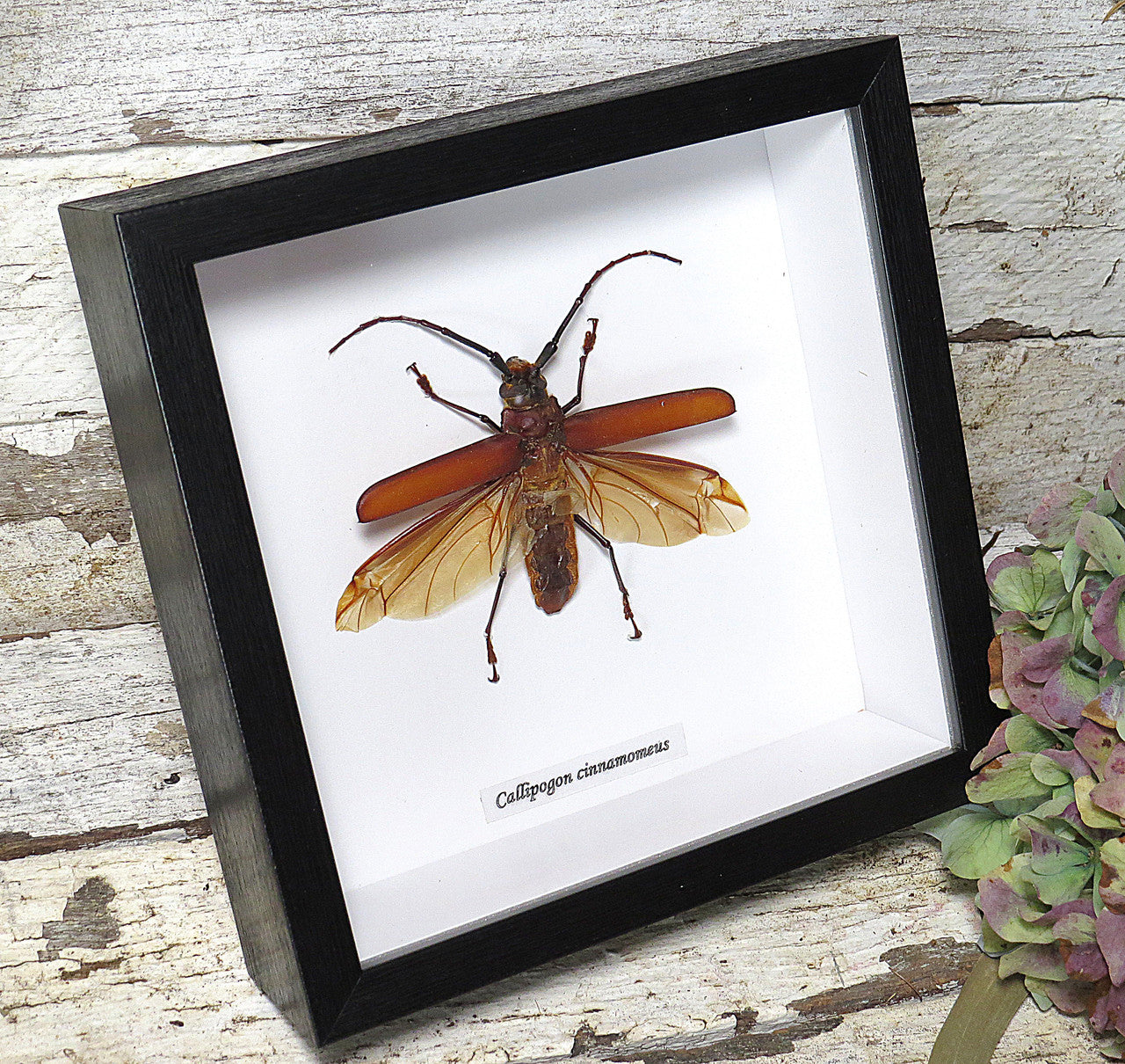 Callipogon cinnamoneus