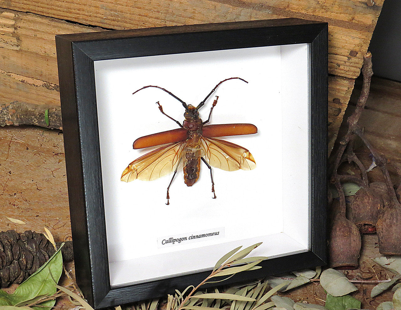 Callipogon cinnamoneus