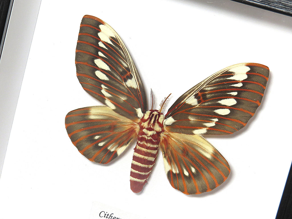  Citheronia splendens 