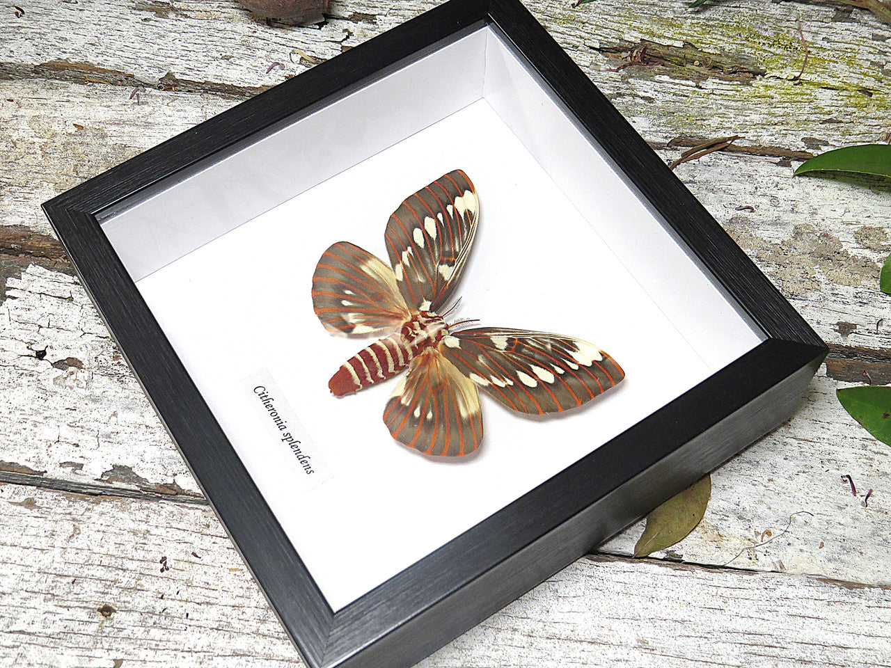  Citheronia splendens 
