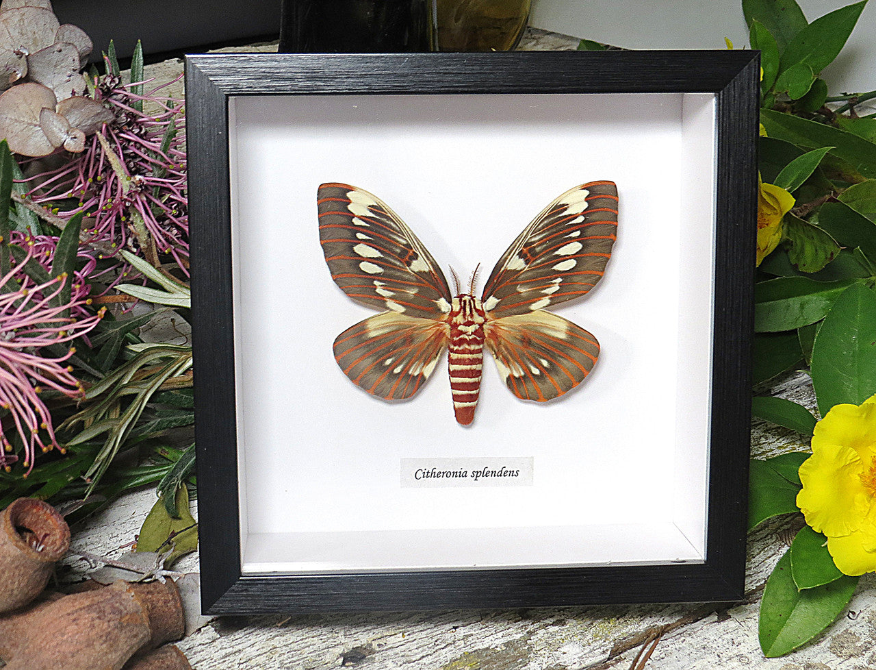  Citheronia splendens 