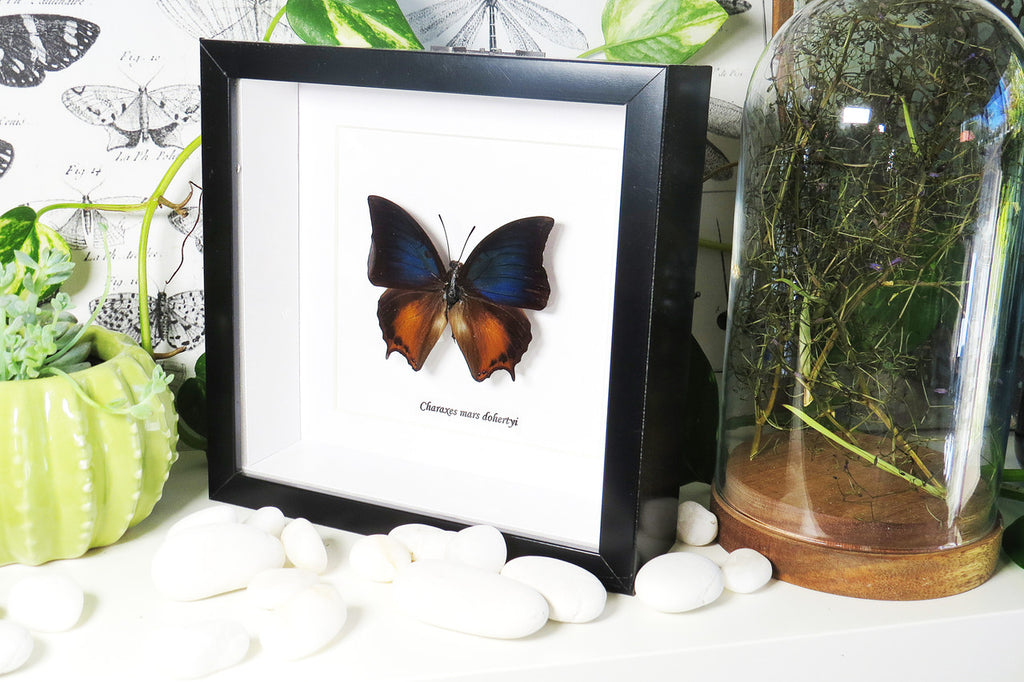Charaxes mars dohertyi 