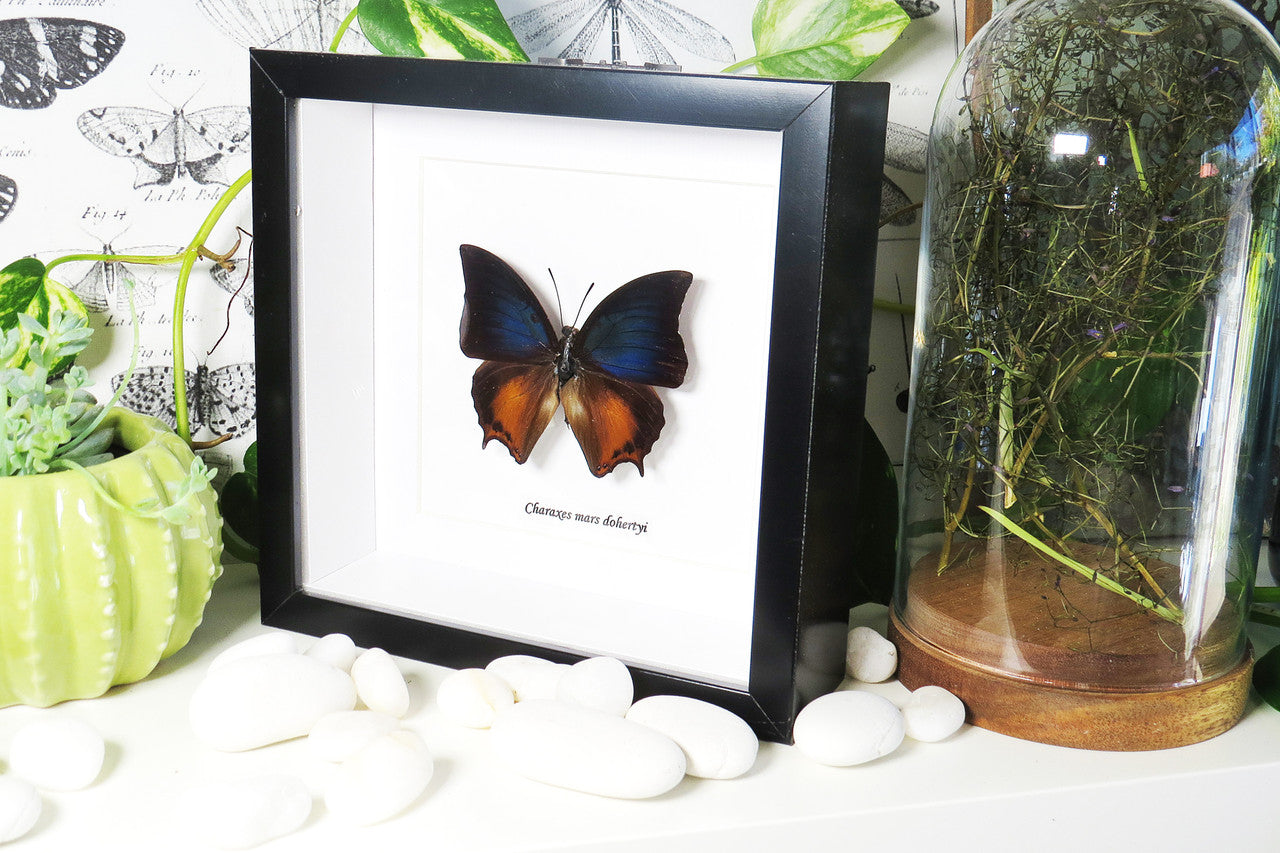 Charaxes mars dohertyi 