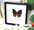 Charaxes mars dohertyi 