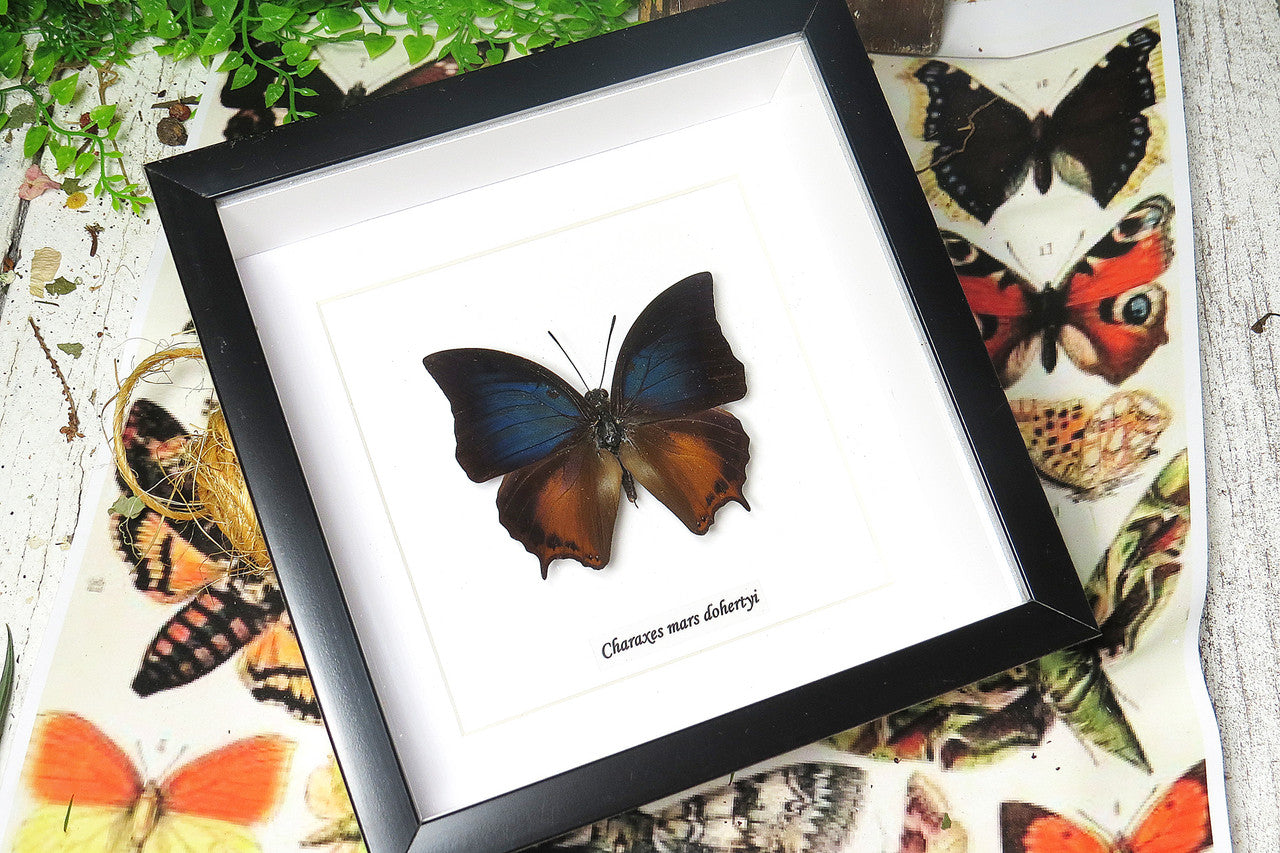 Charaxes mars dohertyi 